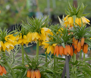 Fritillaria imperialis 'Lutea Maxima' und 'Garland Star' – Kaiserkrone