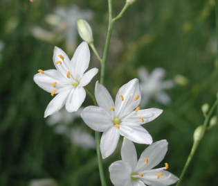 Anthericum ramosum