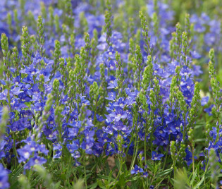 Veronica prostrata 