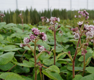 Petasites fragrans