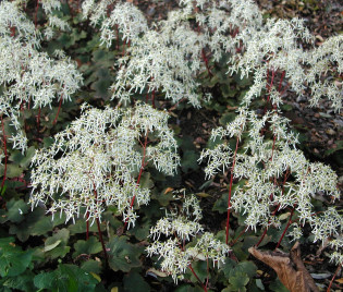 Saxifraga cortusifolia var. fortunei