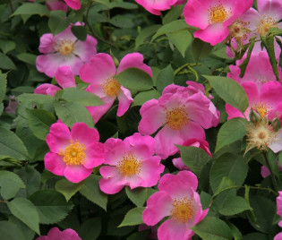 Rosa 'Complicata'