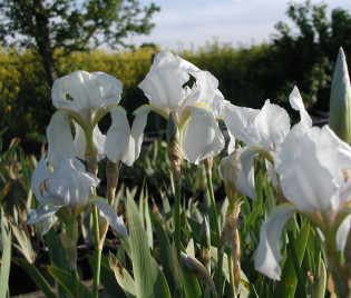 Iris germanica 'Florentina' 