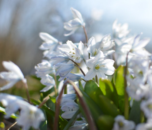 Scilla mischtschenkoana