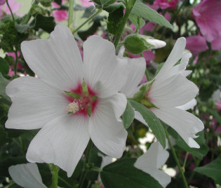 Lavatera Olbia-Hybride 'Barnsley'