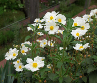 Cistus laurifolius