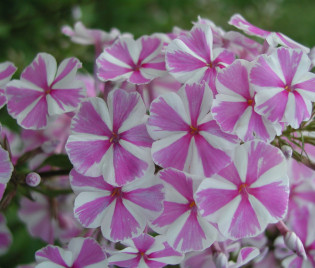 Phlox maculata 'Natascha'