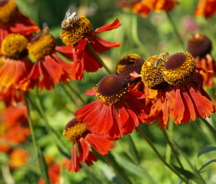 Helenium Hybride 'Moerheim Beauty'