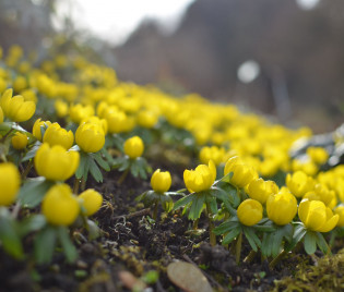 Eranthis hyemalis