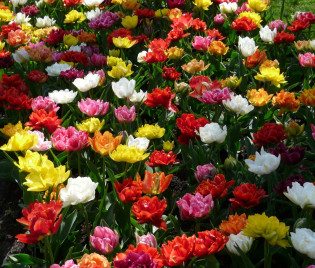 Tulipa 'Murillo Mix'