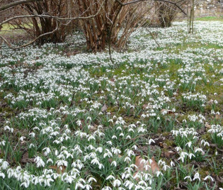 Galanthus nivalis