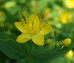 Hypericum hircinum