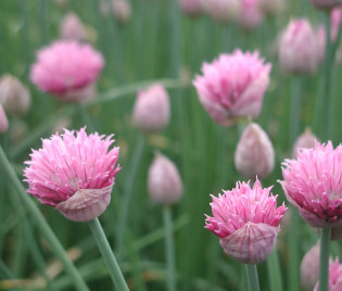 Allium schoenoprasum ‘Forescate’