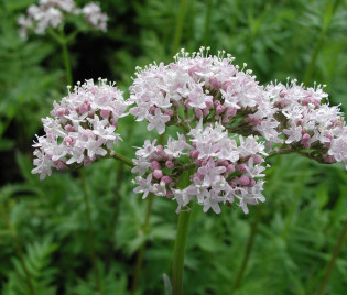 Valeriana officinalis ‘Bullerian’