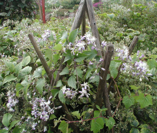 Clematis x jouiniana 'Stanislaus'