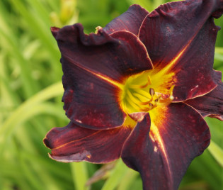 Hemerocallis Hybride 'Ed Murray'