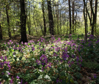 Lunaria annua