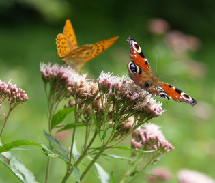 Eupatorium cannabinum