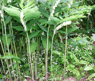 Salomonssiegel und Waldmeister