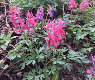 Lerchensporn Corydalis