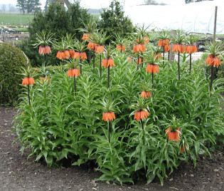 Fritillaria imperialis ‘Garland Star’