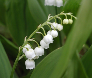 Convallaria majalis