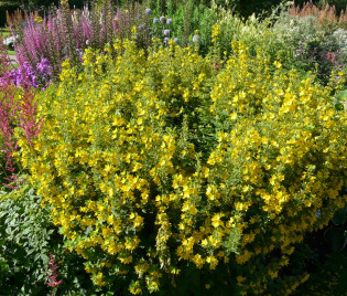 Lysimachia punctata