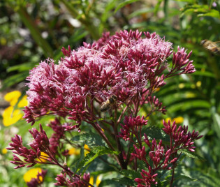 Eupatorium fistulosum