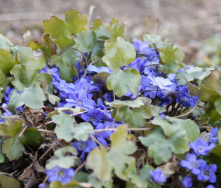 Hepatica transsilvanica