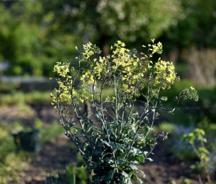 Rotkohl im Frühling (c) Stefan Leppert