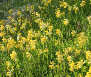 Primula veris