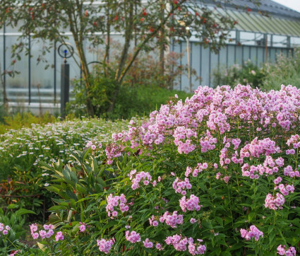 Phlox im Mutterpflanzengarten