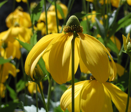 Rudbeckia nitida 'Herbstsonne'