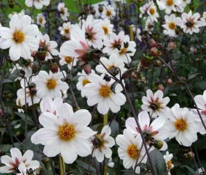 Dahlia 'Bishop of Dover'