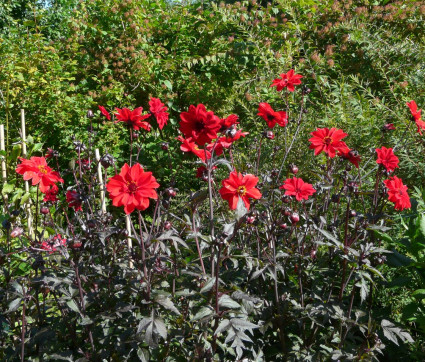 Dahlia 'Bishop of Llandaff'