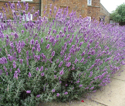 Lavandula 'Imperial Gem'