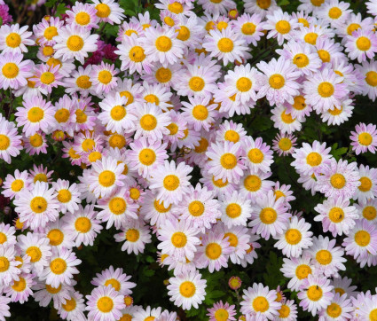 Chrysanthemum Indicum-Hybride 'Hebe'