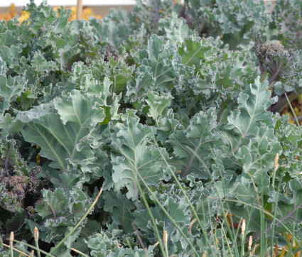 Crambe maritima