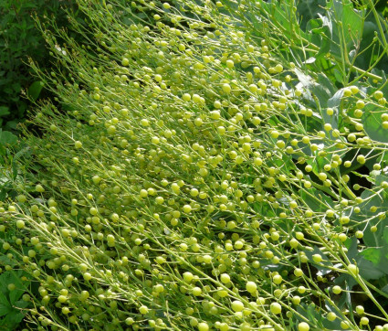 Crambe maritima