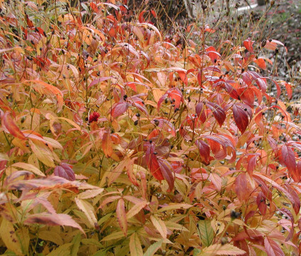 Herbstfärbung