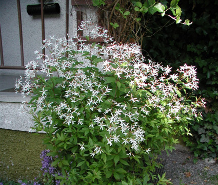 Gillenia trifoliata