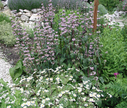 Phlomis tuberosa