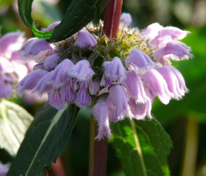 Phlomis tuberosa