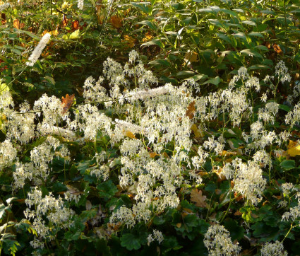 Saxifraga cortusifolia var. fortunei 'Maigrün'