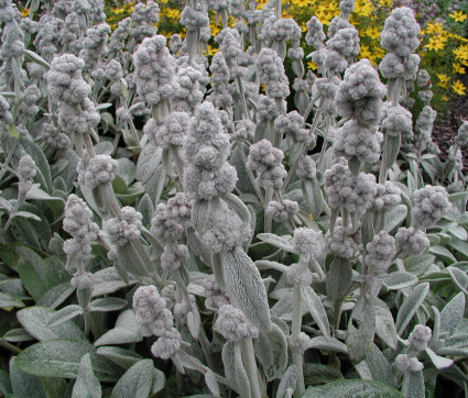 Stachys byzantina 'Cotton Boll'