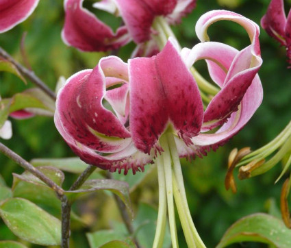 Lilium Hybride 'Black Beauty'