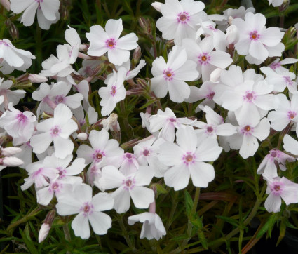 Phlox subulata 'Amazing Grace'