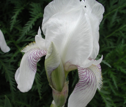 Iris barbata-elatior 'K.H. Darwin'