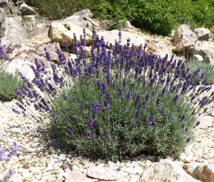 Lavandula angustifolia 'Imperial Gem'