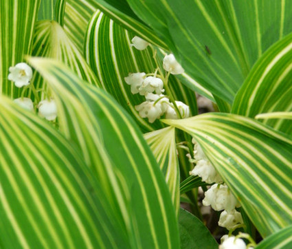 Convallaria majalis 'Striata'